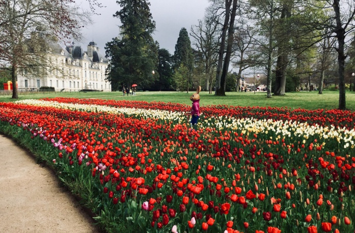 Depuis dix ans, à chaque printemps, la tulipe est reine à Cheverny - DR : J.-P.C.