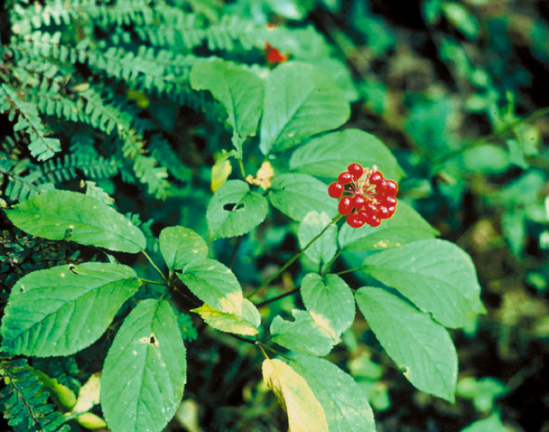 Le Gingseng appartient au genre «Panax », du grec « pan » qui signifie « tout » et « akos » qui veut dire « remède » - Photo : Wikipedia