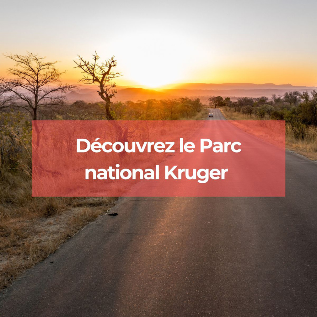 Découvrez le Parc national Kruger en Afrique du Sud