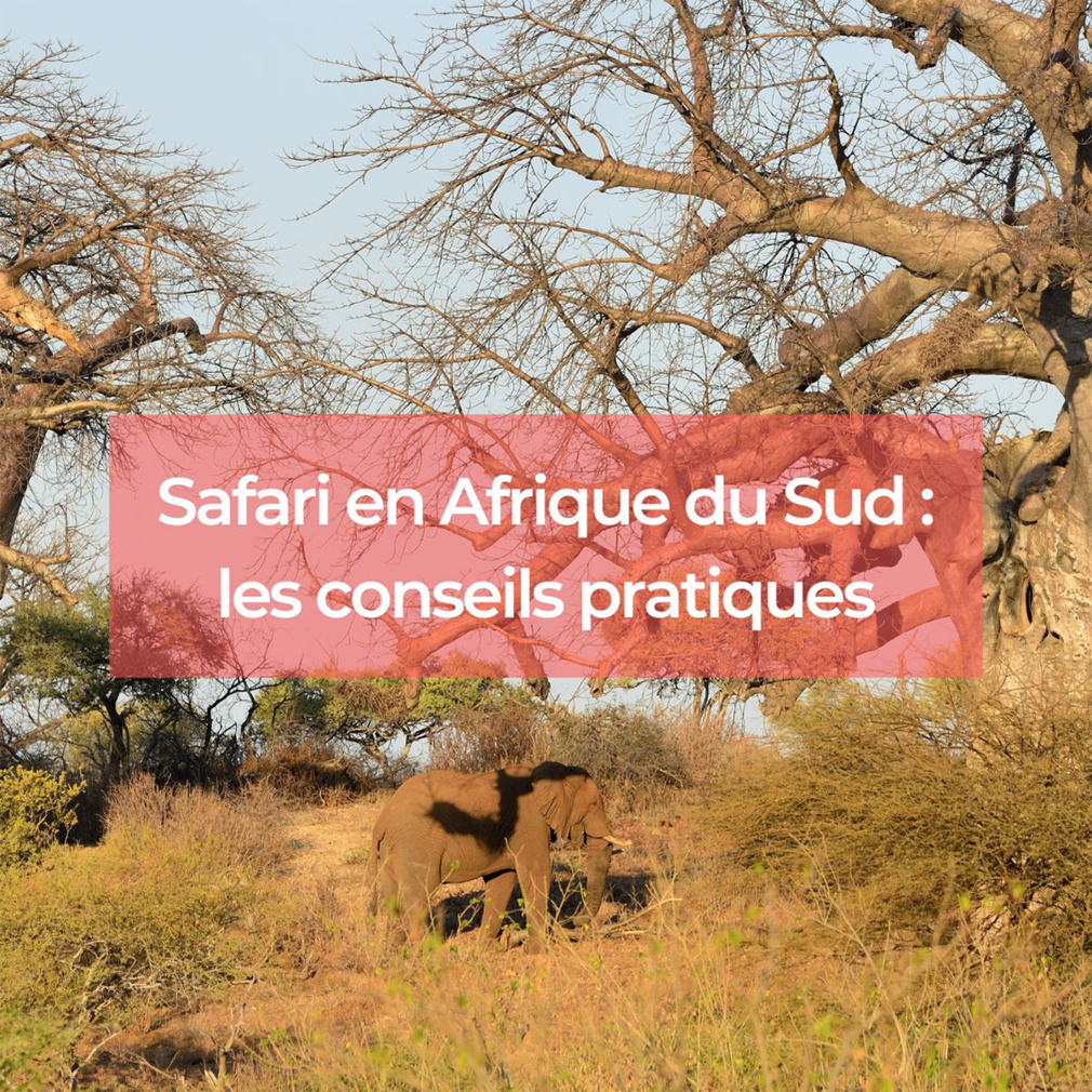 Safari en Afrique du Sud : les conseils pratiques