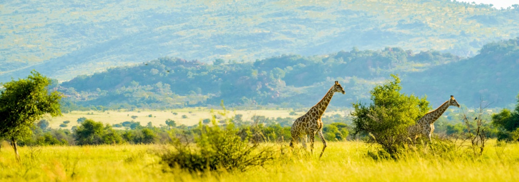 Véritable expérience de safari sud-africain authentique dans le bushveld dans une réserve de gibier © shams Faraz Amir - stock.adobe.com