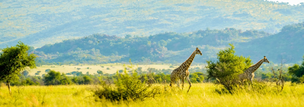 Véritable expérience de safari sud-africain authentique dans le bushveld dans une réserve de gibier © shams Faraz Amir - stock.adobe.com Véritable expérience de safari sud-africain authentique dans le bushveld dans une réserve de gibier © shams Faraz Amir - stock.adobe.com