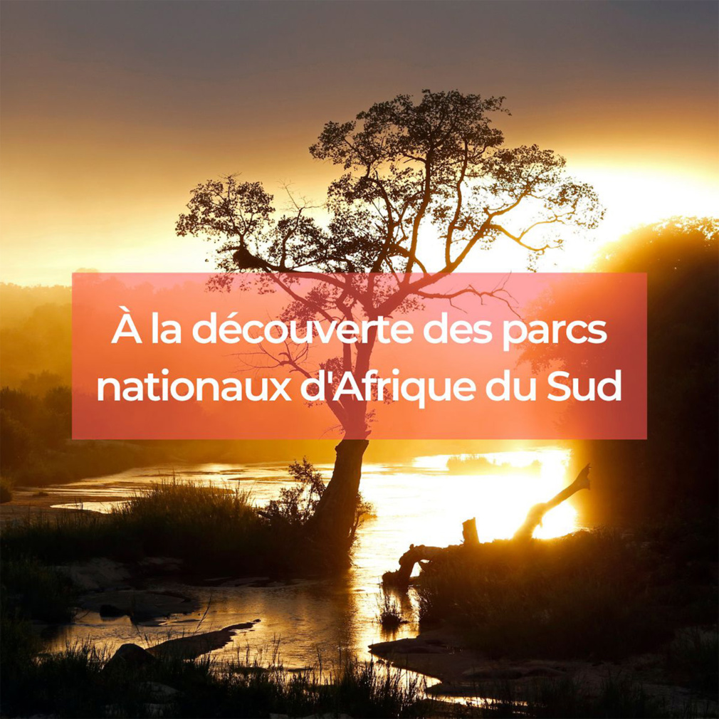 Les parcs nationaux d'Afrique du Sud : une immersion sauvage à ne pas manquer Les parcs nationaux d'Afrique du Sud : une immersion sauvage à ne pas manquer