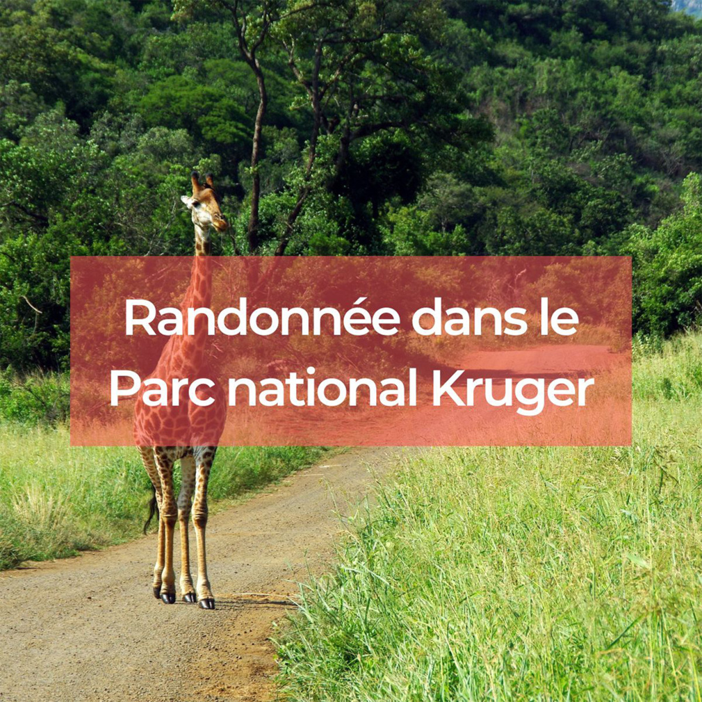 Randonnée dans le Parc national Kruger : itinéraires et conseils pratiques