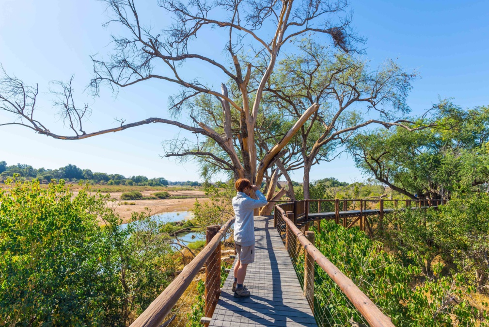 Touriste regardant le panorama avec des jumelles du point de vue sur la rivière Olifants, paysage pittoresque et coloré avec la faune dans le parc national Kruger, célèbre destination de voyage en Afrique du Sud. © fabio lamanna - stock.adobe.com