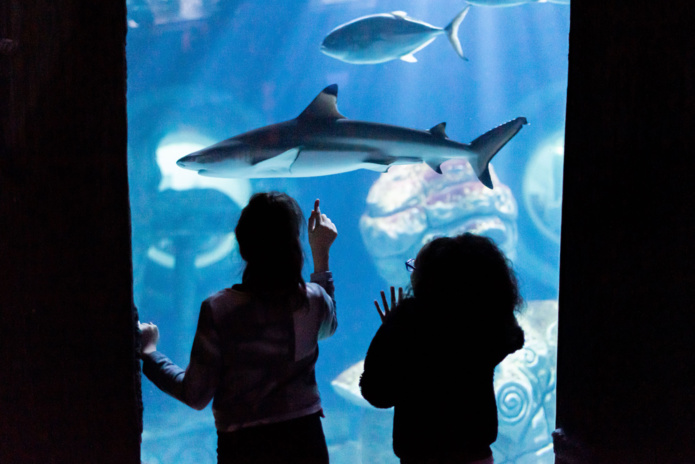 Le bassin aux requins fait toujours son effet(©Sealife) Le bassin aux requins fait toujours son effet(©Sealife)