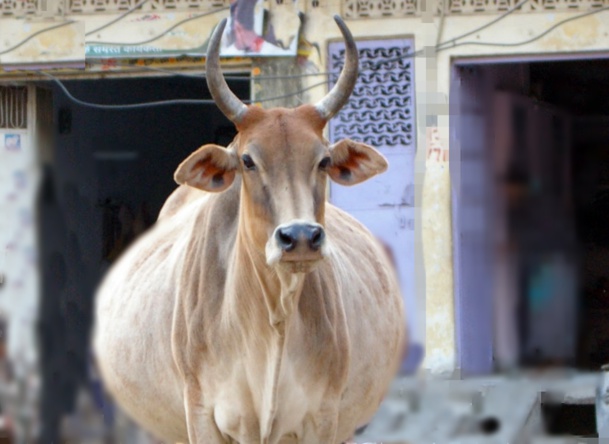 La case de l'Oncle Dom : pour les vaches grasses (et les visas) faudra repasser en Inde... La case de l'Oncle Dom : pour les vaches grasses (et les visas) faudra repasser en Inde...