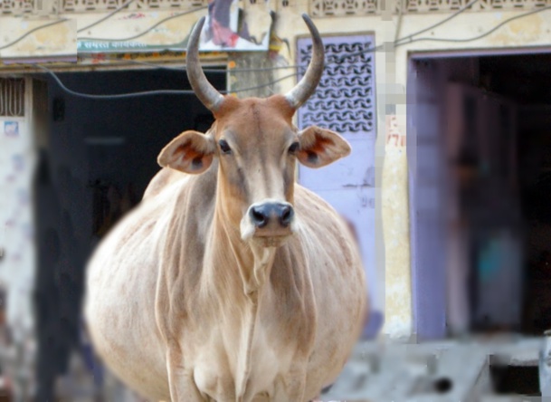 La case de l'Oncle Dom : pour les vaches grasses (et les visas) faudra repasser en Inde...