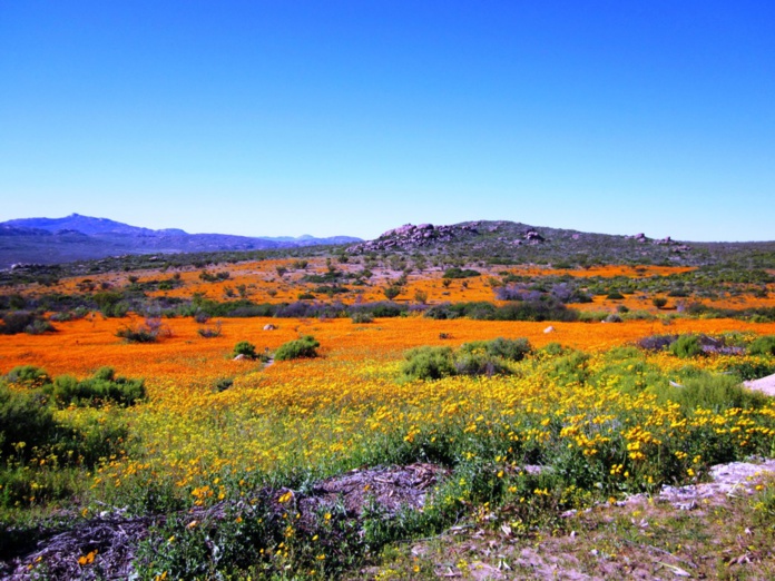 Namaqualand Daisies (©Escapade Cycle Tours)