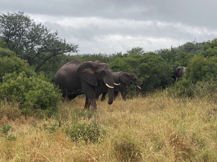 Le monde animal, un must de la destination (©BC) Le monde animal, un must de la destination (©BC)