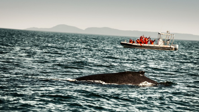 Crédit photo : Baleine à bosse à Tadoussac au Québec © Destination Canada Crédit photo : Baleine à bosse à Tadoussac au Québec © Destination Canada