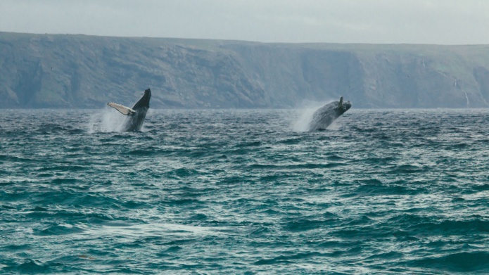 Crédit photo : Baleines à bosse à Terre-Neuve et Labrador par Dylan Furst