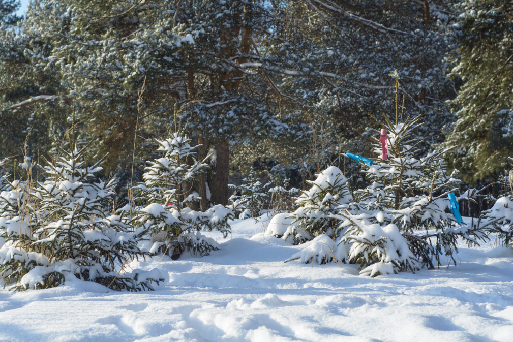 Nature hivernale © olegator1977 - stock.adobe.com Nature hivernale © olegator1977 - stock.adobe.com