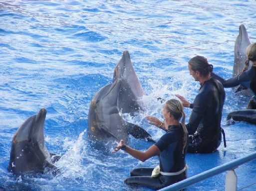 Antibes : un nouveau départ pour Marineland Antibes : un nouveau départ pour Marineland