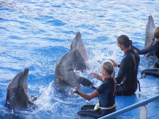 Antibes : un nouveau départ pour Marineland