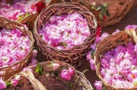 © All About Limassol © All About Limassol