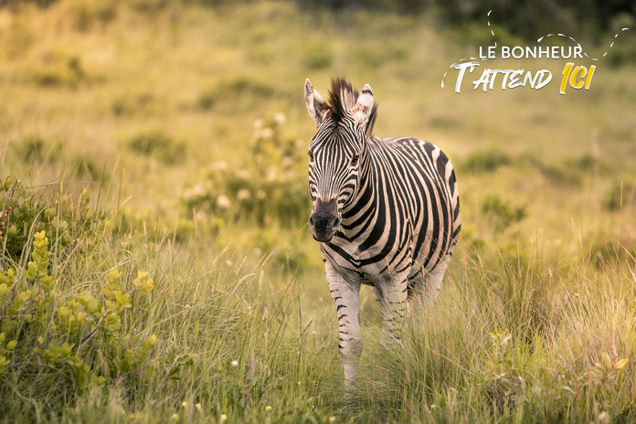 iSimangaliso Wetland Park © Shutterstock - Jennifer Sophie iSimangaliso Wetland Park © Shutterstock - Jennifer Sophie