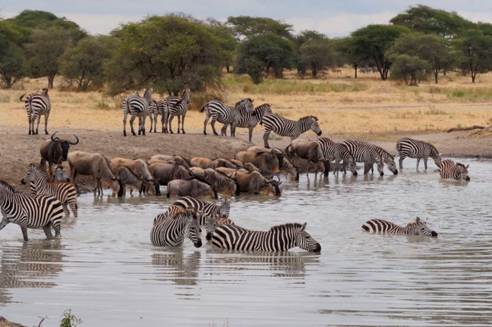 Parmi le nouveautés 2024 de Voyages d'Exception, un "inoubliable safari" en Tanzanie (Photo PB)