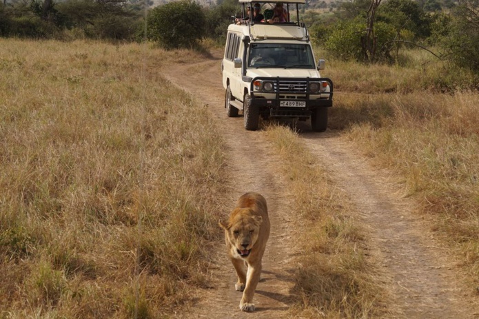 Le Serengeti est un endroit idéal pour observer les "big five" et notamment les lions (Photo PB)