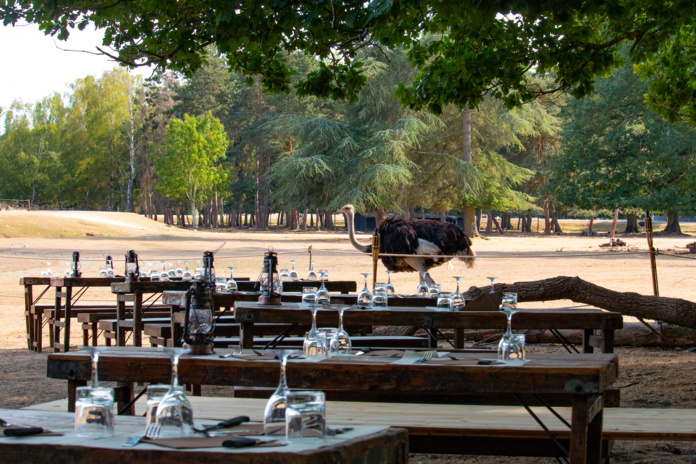 Une table ouverte sous le regard des animaux du parc (©Thoiry)