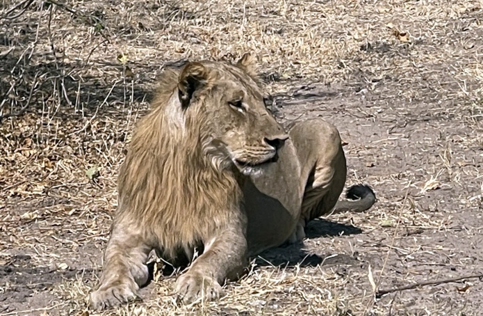 Attention : grands fauves en liberté... /crédit JDL Attention : grands fauves en liberté... /crédit JDL