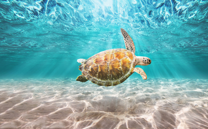 © Saadiyat Island © Saadiyat Island