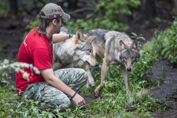 Le refuge accueille les animaux sauvages, blessés ou maltraités dans une optique de réhabilitation - DR : Collection du refuge Pageau