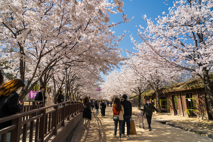 4 bonnes raisons de visiter la Corée du Sud au printemps