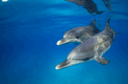 Costa Croisières fournit des appareils d'éloignement acoustique pour éviter les captures accidentelles de dauphins en Méditerranée - Photo DR