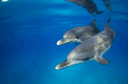 Costa Croisières fournit des appareils d'éloignement acoustique pour éviter les captures accidentelles de dauphins en Méditerranée - Photo DR Costa Croisières fournit des appareils d'éloignement acoustique pour éviter les captures accidentelles de dauphins en Méditerranée - Photo DR