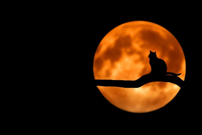 Séjour Halloween 2024 sur la côte Est des USA 