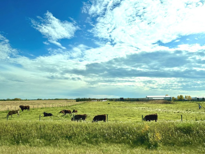 Les vastes plaines de l'Alberta se prêtent bien à l'élevage bovin (Photo PB)