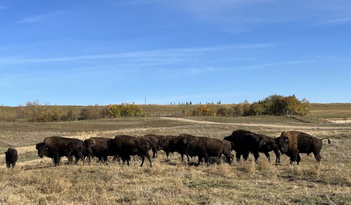 Le retour des bisons, tout un symbole ! (Photo PB)