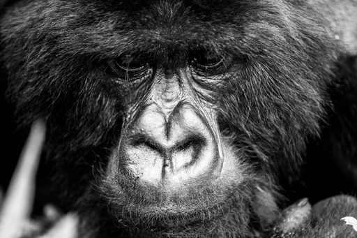 Les gorilles sont un atout pour le tourisme de luxe sur lequel mise le Rwanda (©Voyages confidentiels)