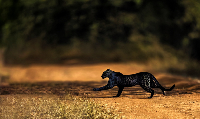 Observer le léopard (Panthera pardus fusca), prince des forêts indiennes (Photo BFSL)