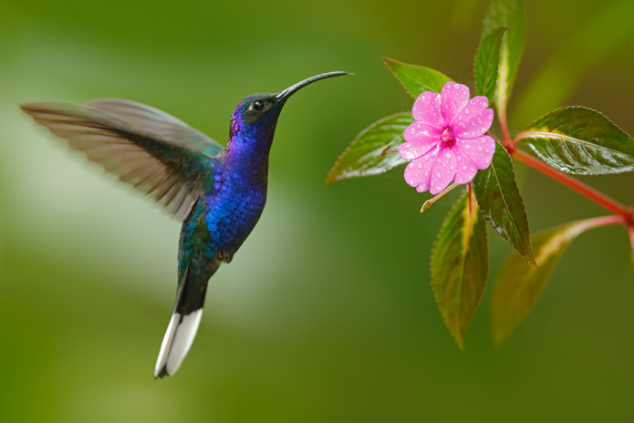 Assur-Travel a créé l’offre à multiples options « Colibri » - Crédit photo Shutterstock