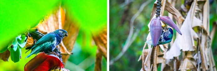 © VIKI URA - Tuihei © VIKI URA - Tuihei