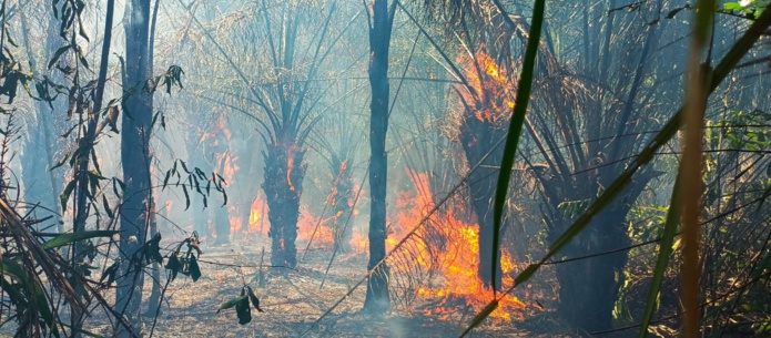 Amazonie bolivienne © Terra Bolivia Amazonie bolivienne © Terra Bolivia