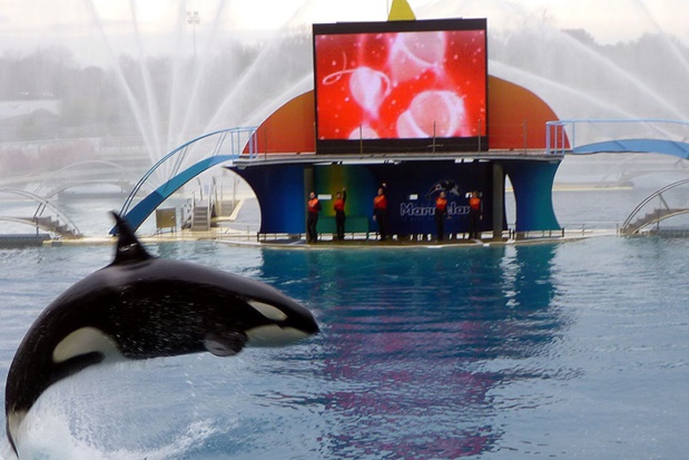 Marineland Parks : jusqu'à 32 % de réduction pour les CE