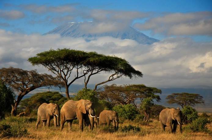 Voyage Kenya, quelles sont les formalités d'entrée ? Depositphotos.com Auteur dmussman