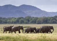La découverte des éléphants sauvages dans le Parc national Minneriya, une excursion magique (Photo  Sun Siyam Resorts)