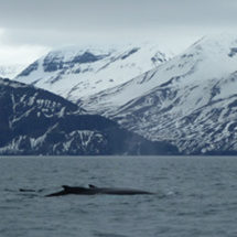 5/6 - Islande : quelles activités ? 5/6 - Islande : quelles activités ?