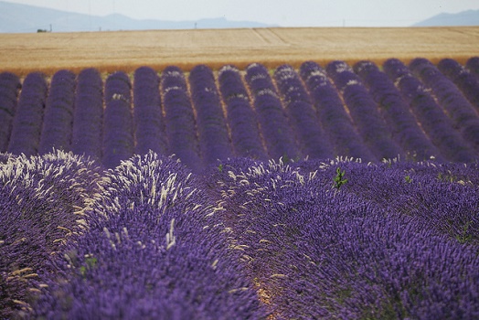 La Provence signe son Contrat de Destination - Photo ©P.Carrese Flickr