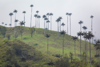 Copyright Tucaya Colombia / Vallée de Cocora