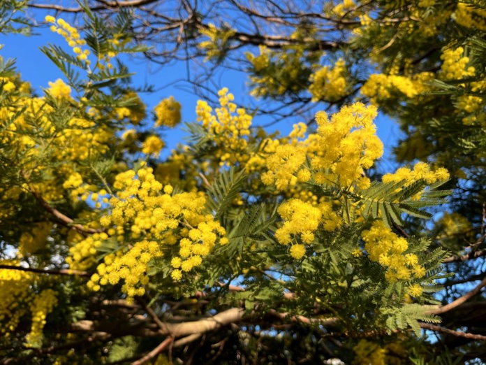 En raison du jaune éclatant de ses fleurs, le mimosa est surnommé le "soleil d'hiver" (©PB)