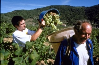 Ociléo Vacances se spécialise dans la location de gîtes-vigneron