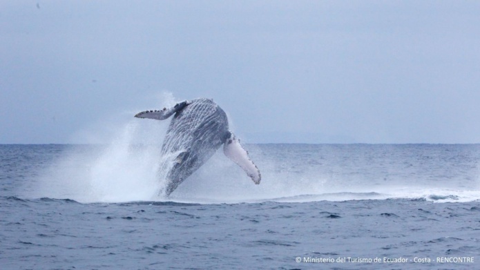 © Ministerio del Turismo de Ecuador - Costa © Ministerio del Turismo de Ecuador - Costa