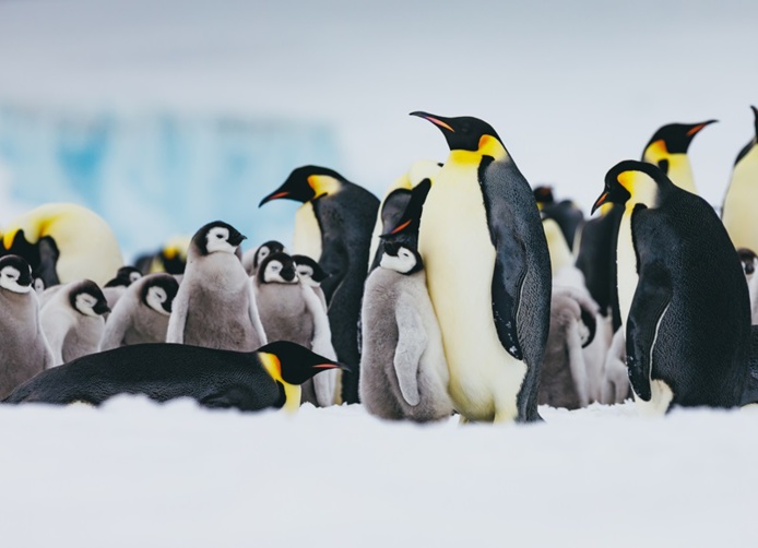 A la rencontre des manchots empereurs. @Credit David Merron.