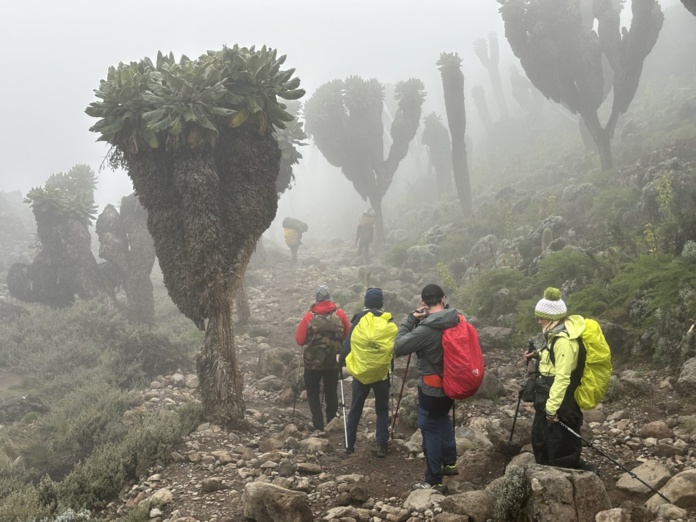 Sur les pentes du Kilimandjaro, les séneçons géants poussent jusqu'à 4 000 mètres d'altitude. ©David Savary