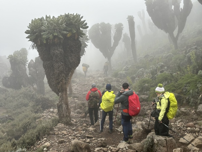 Sur les pentes du Kilimandjaro, les séneçons géants poussent jusqu'à 4 000 mètres d'altitude. ©David Savary Sur les pentes du Kilimandjaro, les séneçons géants poussent jusqu'à 4 000 mètres d'altitude. ©David Savary